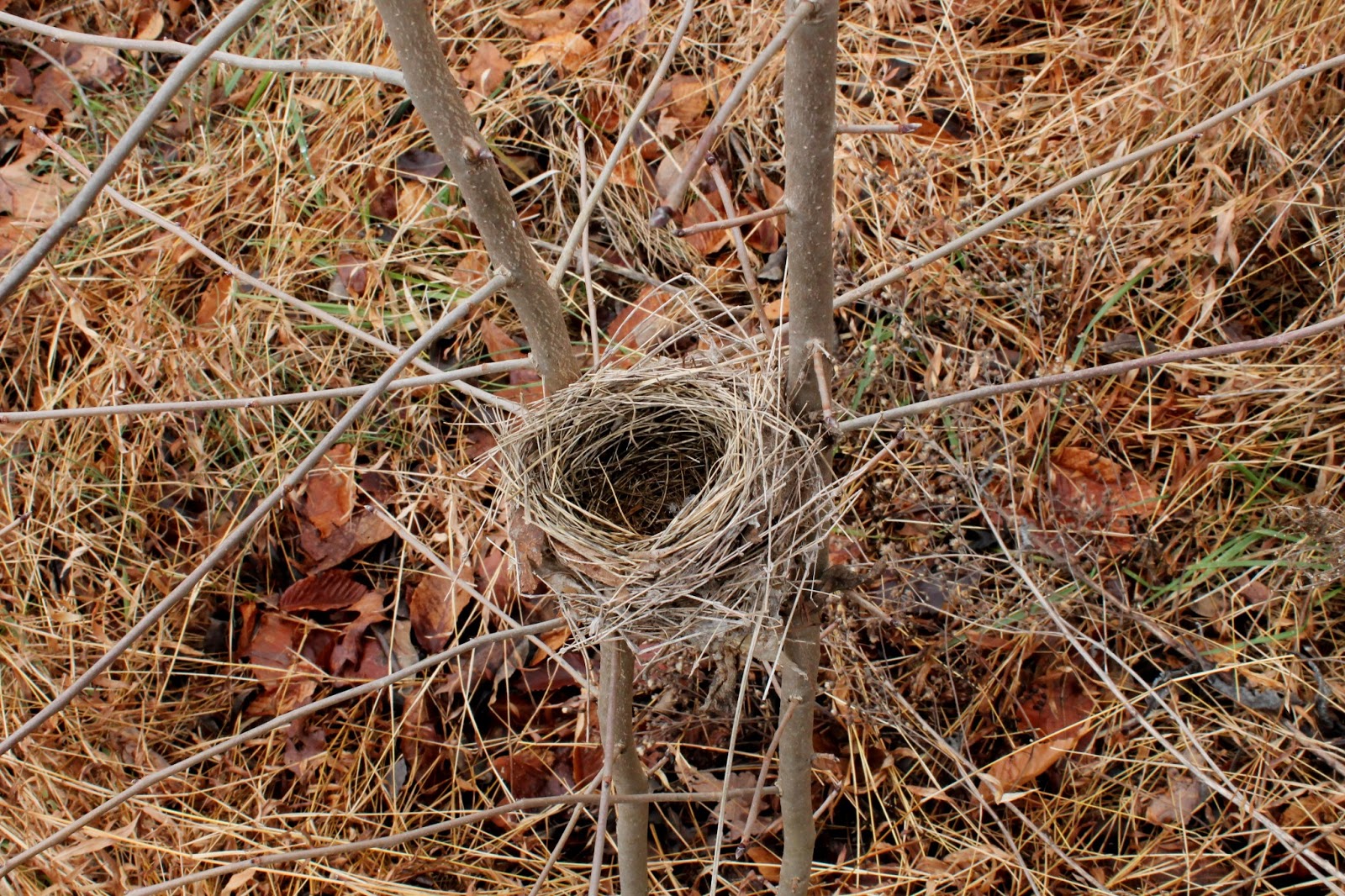 bird nest identification pictures